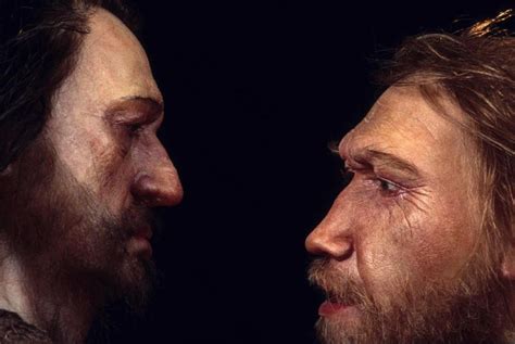 Neanderthal DNA May Affect Skull Shape of Modern Humans