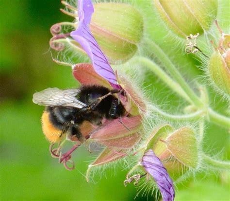 Bumblebee habitats are shrinking at an alarming rate, and scientists are blaming climate change ...