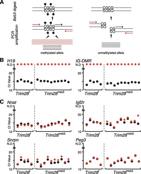 Single-Cell DNA-Methylation Analysis Reveals Epigenetic Chimerism in Preimplantation Embryos ...