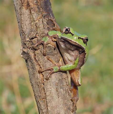 Eastern European Tree Frog | BirdForum