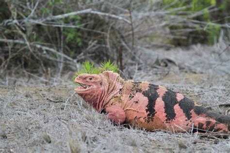 Galapagos Pink Land Iguana at the brink of extinction | South America Travel Specialists