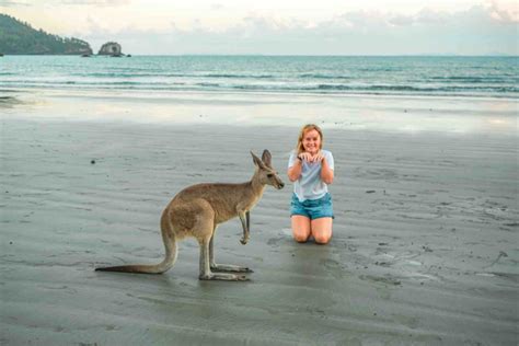 How to see kangaroos at sunrise at Cape Hillsborough, Queensland. - Mumpack Travel