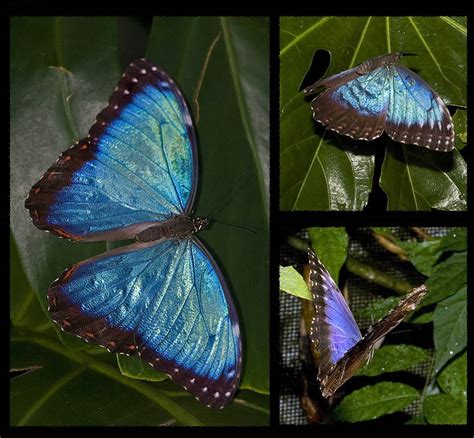 Rare Butterflies - Butterflies Photo (27828464) - Fanpop