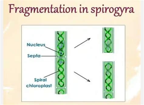 REPRODUCTION IN LOWER AND HIGHER PLANTS - Notes for Class 12 Biology ...