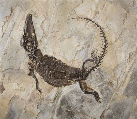 464 best images about fossils on Pinterest