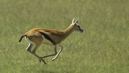 Female Thomson's Gazelle Running | John Hallam | Flickr