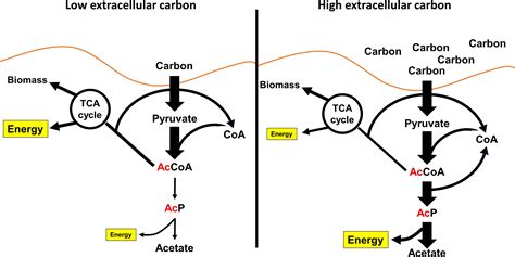 Frontiers | Post-translational Protein Acetylation: An Elegant Mechanism for Bacteria to ...