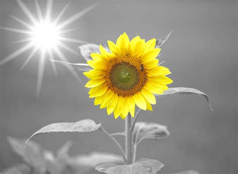 Download Sunflower, Sunshine, Yellow. Royalty-Free Stock Illustration Image - Pixabay