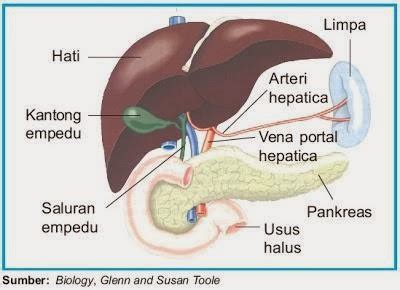 STRUKTUR DAN FUNGSI HATI MANUSIA - LIFE AGAIN