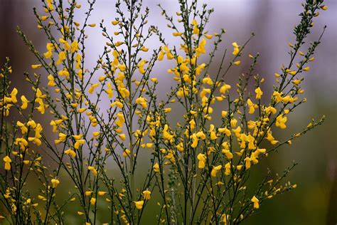 Broom Bush Bloom - Free photo on Pixabay - Pixabay