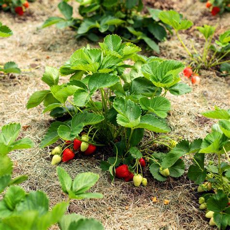 The Best Companion Plants For Malabar Spinach - infomanjung