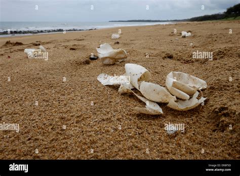 Remains of turtle eggs on Mon Repos Beach Stock Photo - Alamy