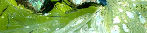 bloomWatch | Cyanobacteria Monitoring Collaborative – Cyanobacteria ...