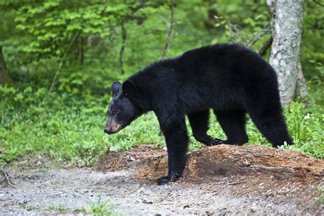 Everything You Need to Know About Bears in the Smoky Mountains