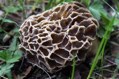 10 Common Mushrooms In Michigan – Star Mushroom Farms