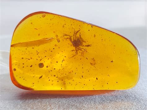 Tiny crab encased in amber reveals evolutionary march out of the ocean