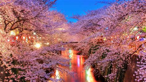 Cherry Blossom Desktop Wallpapers - Top Free Cherry Blossom Desktop ...