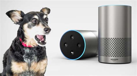 16 Alexa Skills for Dog Owners and How Amazon Echo Can Help Dogs ...