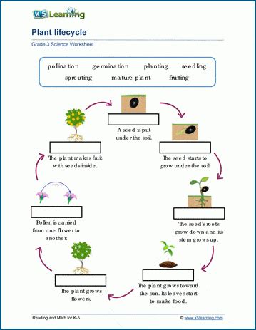 Plant Life cycles Worksheets | K5 Learning