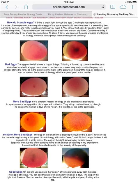 Candling Guide for Bad Eggs and Good Eggs