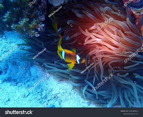 Scuba Diving Red Sea Stock Photo 2224448915 | Shutterstock