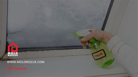 Remove Mold From Bathroom Ceiling | Mold Rescue