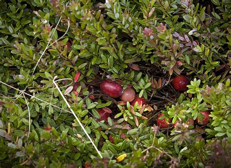 Ten Questions: Cranberries