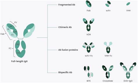 Recombinant antibodies: Expression, application and formats