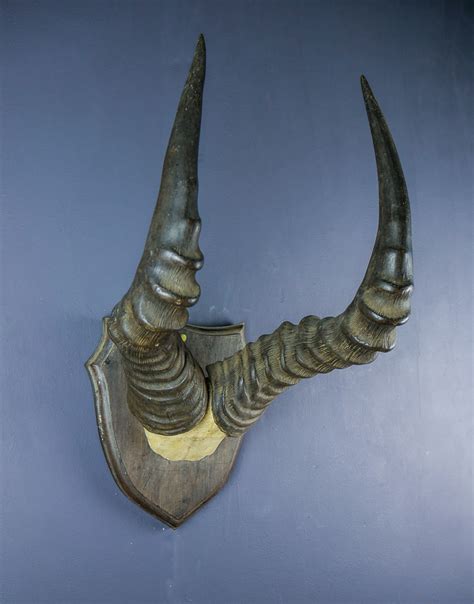 African Western hartebeest horns and skull cap AHS264 | Antlers Horns ...