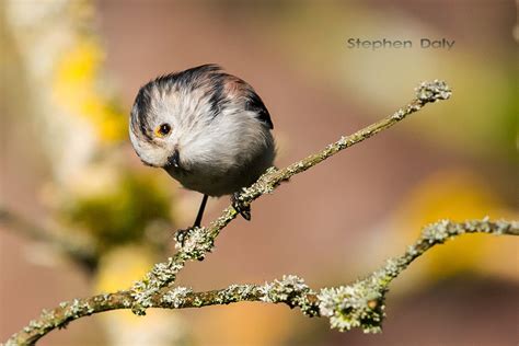 Black Forest Birds – Long-tailed Tit | Focusing on Wildlife