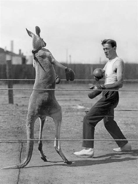 Kangaroo Boxing A Man