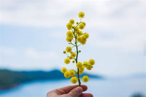 Mimosa Flowers: Meaning and Symbolism | Flower Glossary