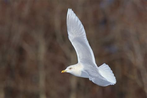 Iceland Gull | Audubon Field Guide