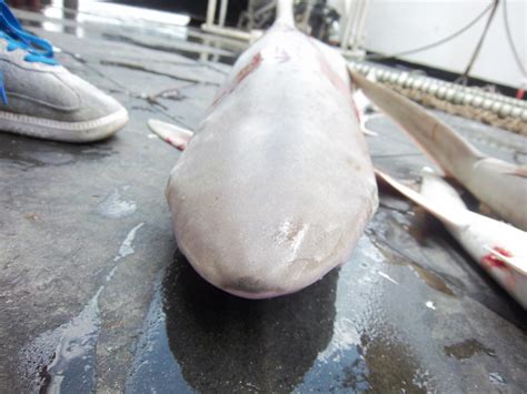 blacknose shark – NOAA Teacher at Sea Blog