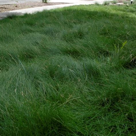 Sheeps Fescue Grass Seed - Fine Fescue Lawn Seed