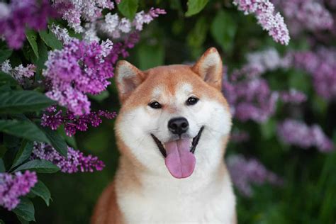 Shiba Inu Breeders In Florida: Top 5 Breeders In This State