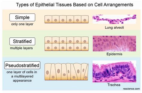 Classification and Types of Epithelial Tissues - Rs' Science