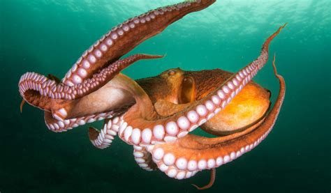 Squid vs Octopus: What's the Difference? - Scuba.com