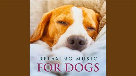 Relaxing Dog Piano Music - YouTube