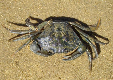 Invasive Species: Green Crab