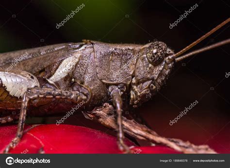 The Camouflage Grasshopper — Stock Photo © suwatsir #189848378