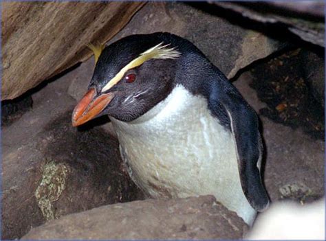 Fiordland penguin Crest, Penguins, Species, Bird, Animals, Animales, Animaux, Birds, Penguin