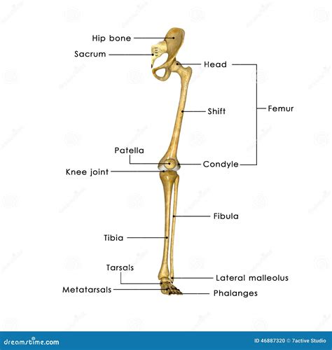 Hip Joint With Legs Stock Illustration - Image: 46887320