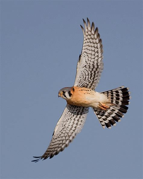 American Kestrel Facts, Habitat, Diet, Life Cycle, Baby, Pictures