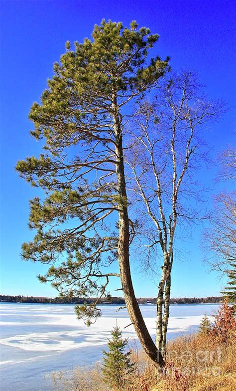 Norway Pine Overlooking the Lake Photograph by Ann Brown