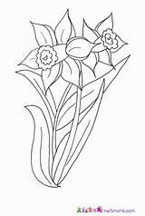 Daffodils Adult Coloring Pages Coloring Pages sketch template