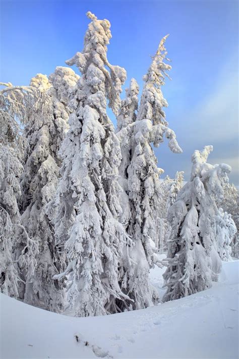 Trees Covered with Snow. Ural Mountains, Russia. Stock Image - Image of ...