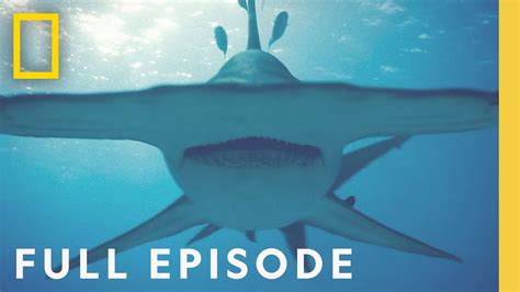 The Quest for the World's Biggest Hammerhead Shark: A Conservation Story | SchoolTube