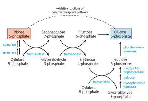 1. Pentose phosphate pathway – greek.doctor