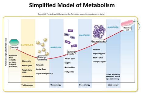 Ch. 7 (microbial metabolism)